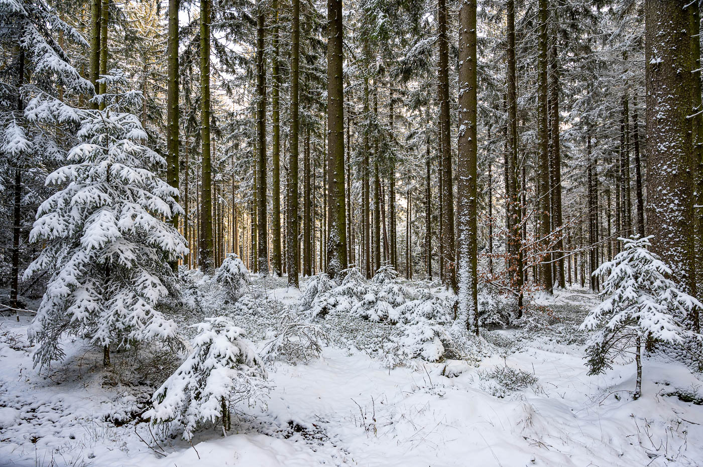 Winter im Odenwald
